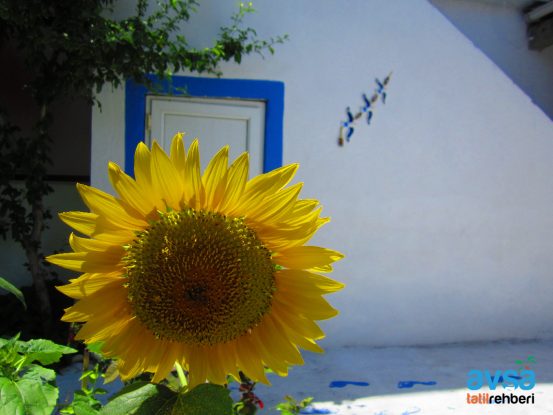 sevim apart yigitler 2017 3