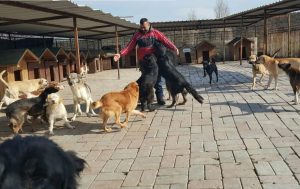 Avşa Adası Hayvan Barınağı