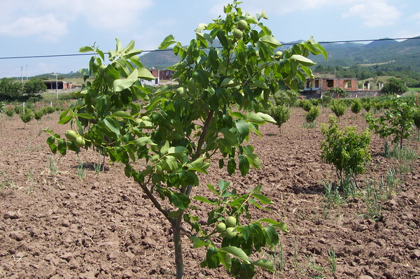 Güven Fidancılık ile Güvenilir Aşılı Ceviz Fidanı Sipariş Verin